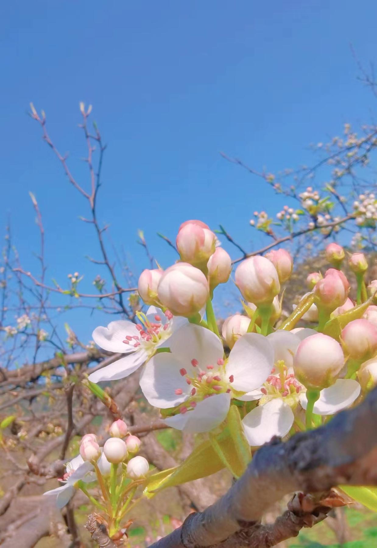 梨花谷风景点