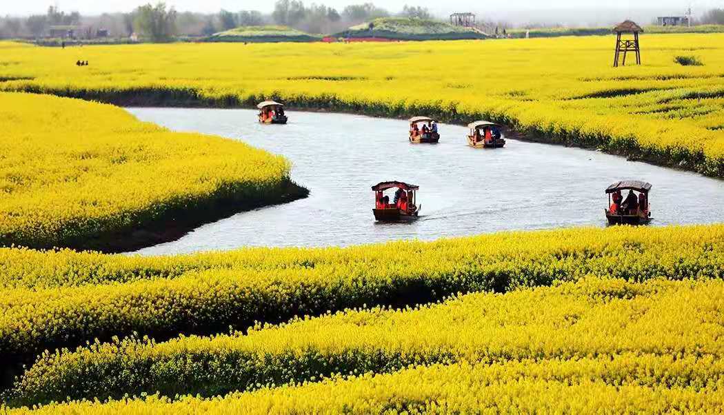 高邮湖上花海