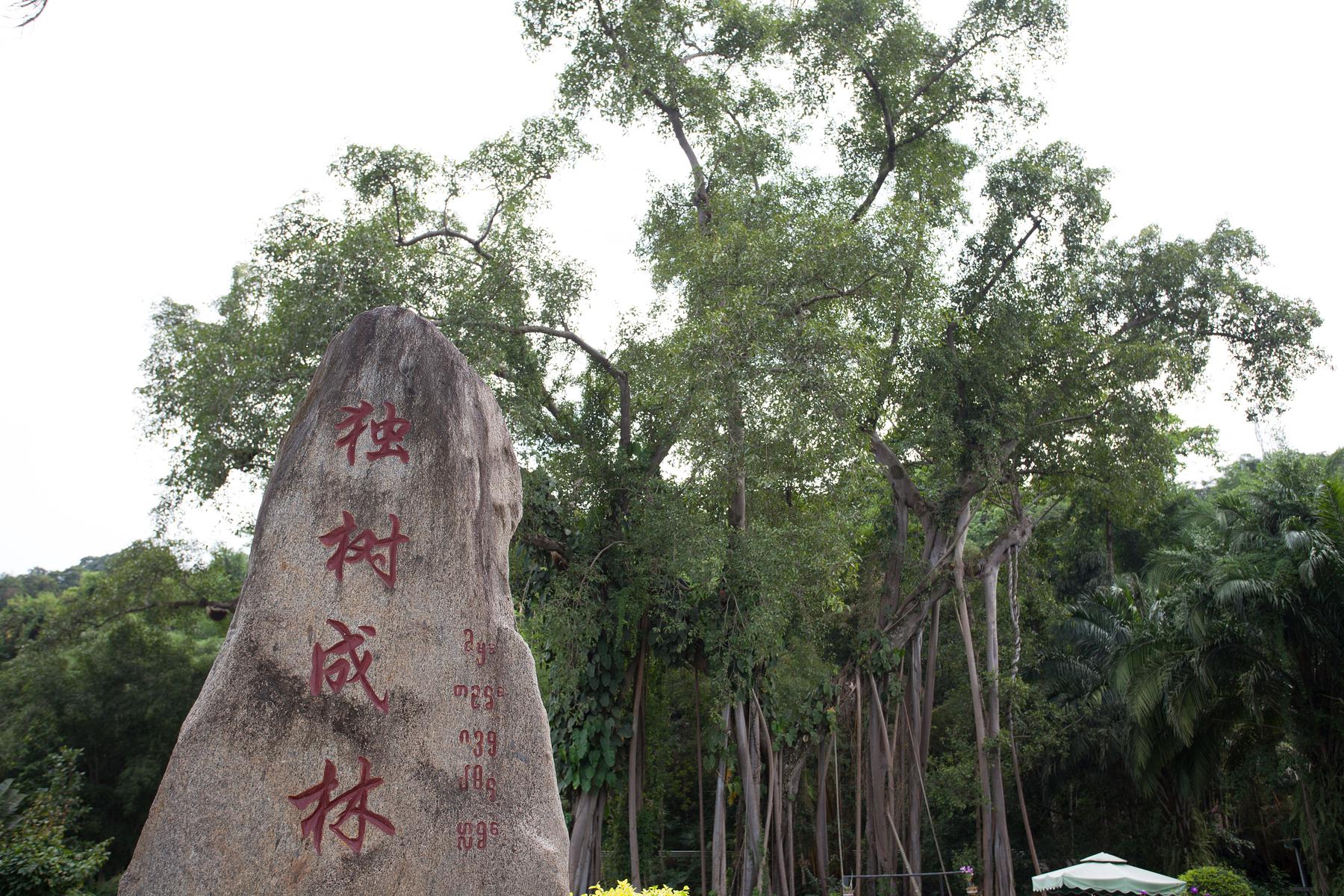 打洛独树成风风景区