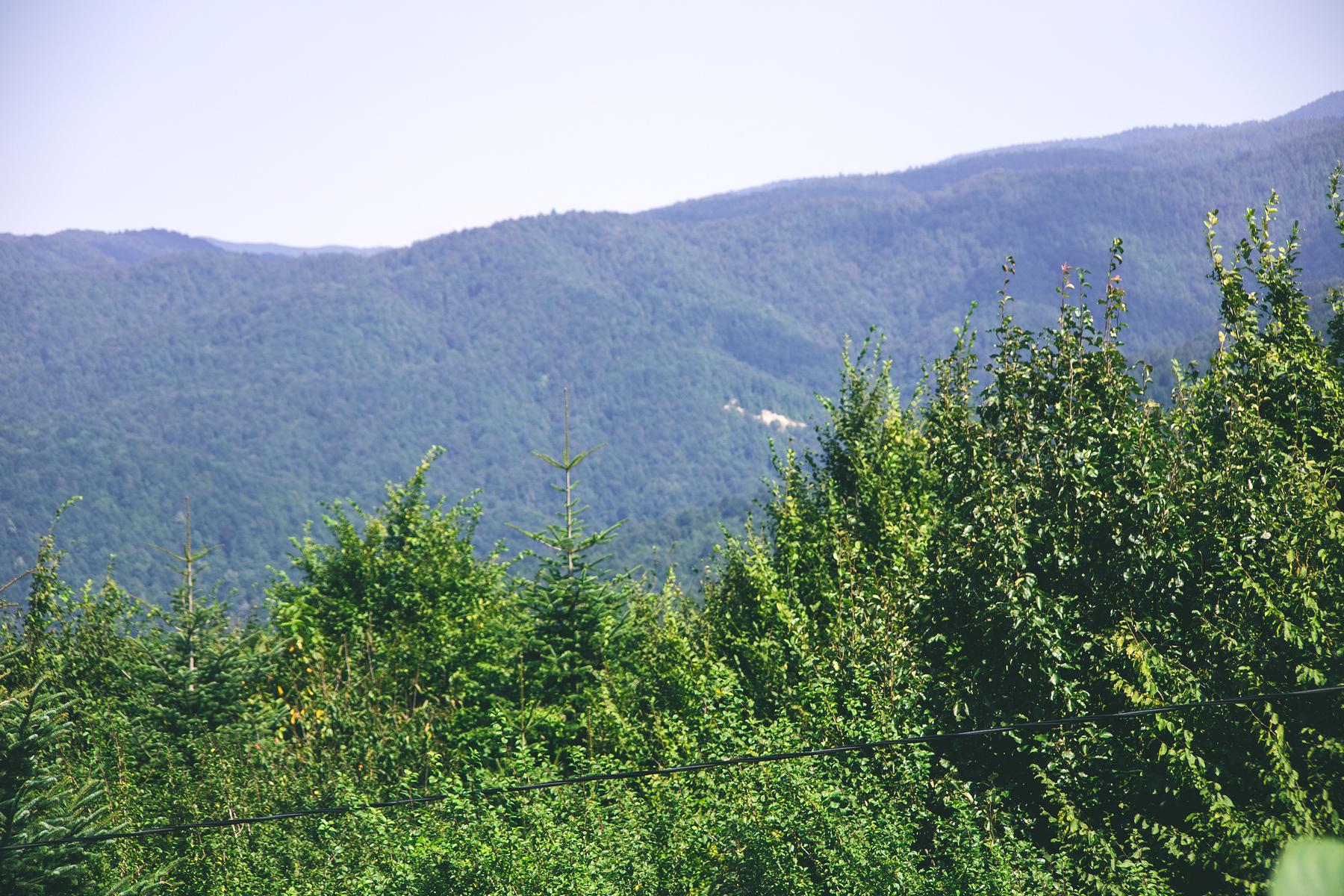 小东沟原始森林