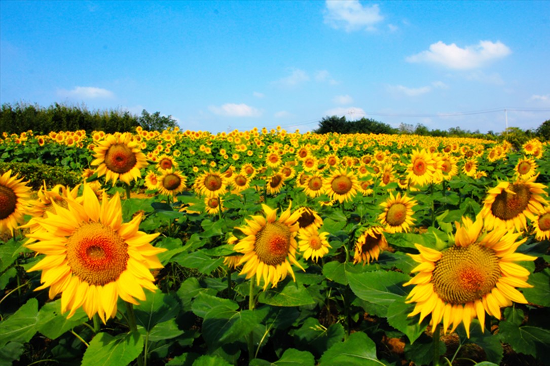 福润花海