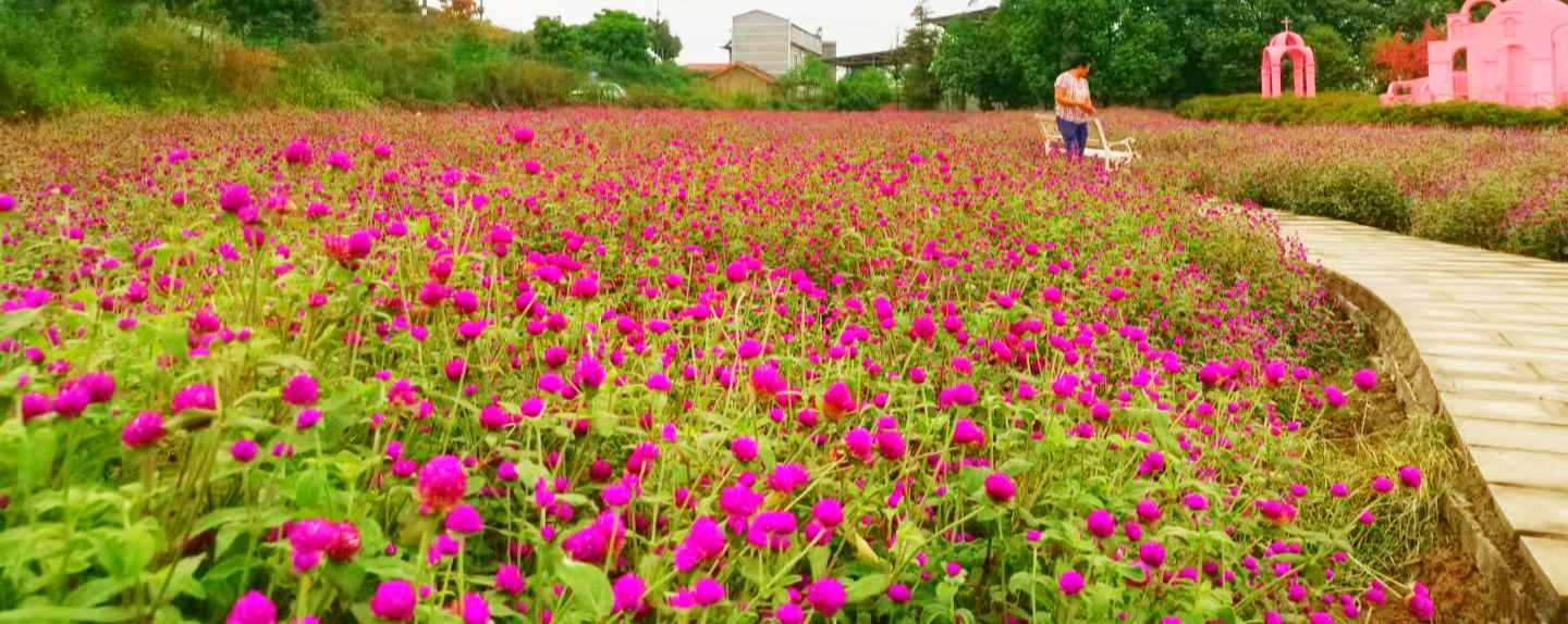 天香花谷世纪花海