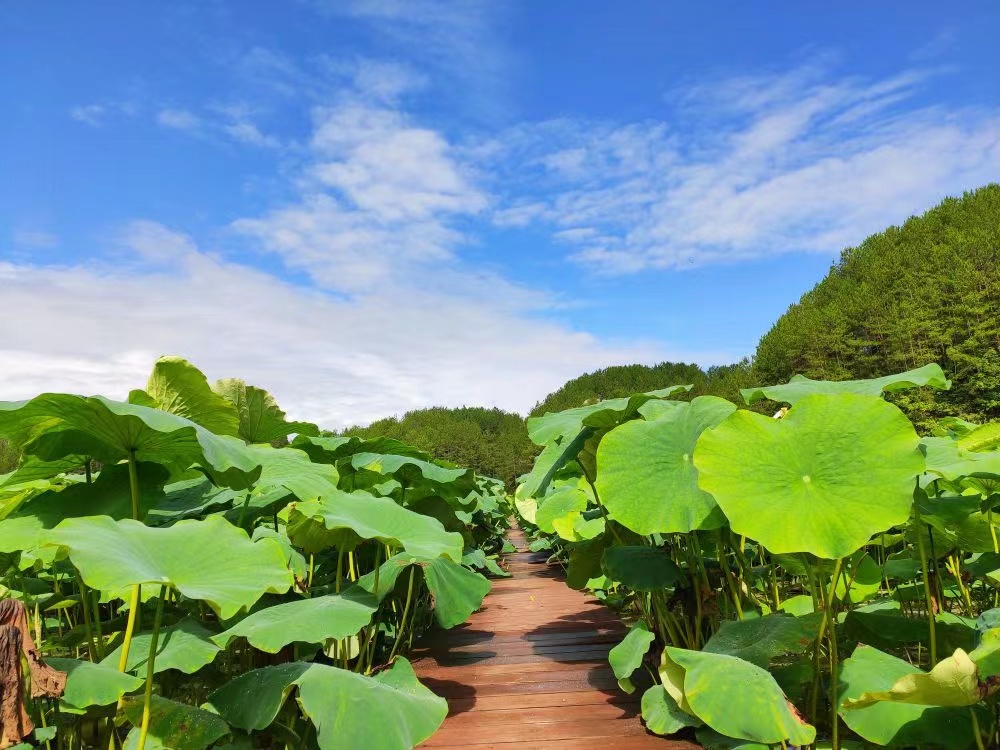 九龙田园