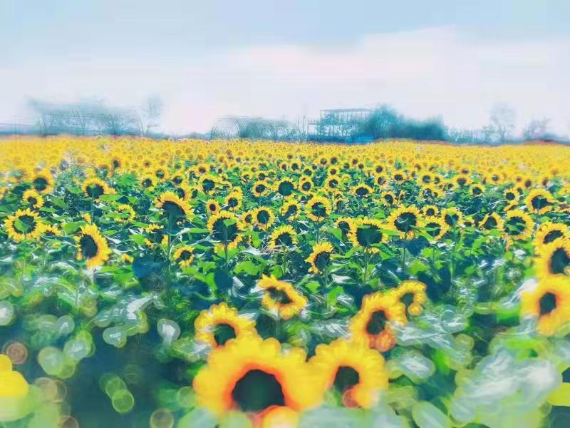 芜湖六郎湿地科花海景区