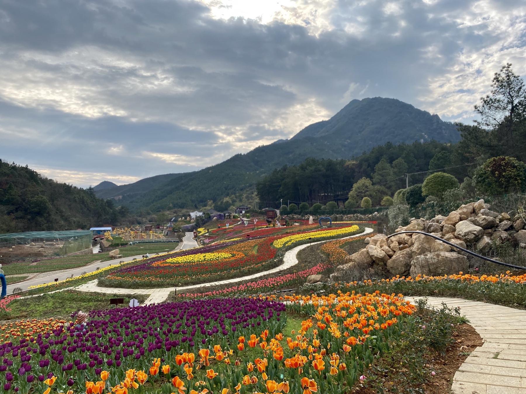 茶乡花海景区