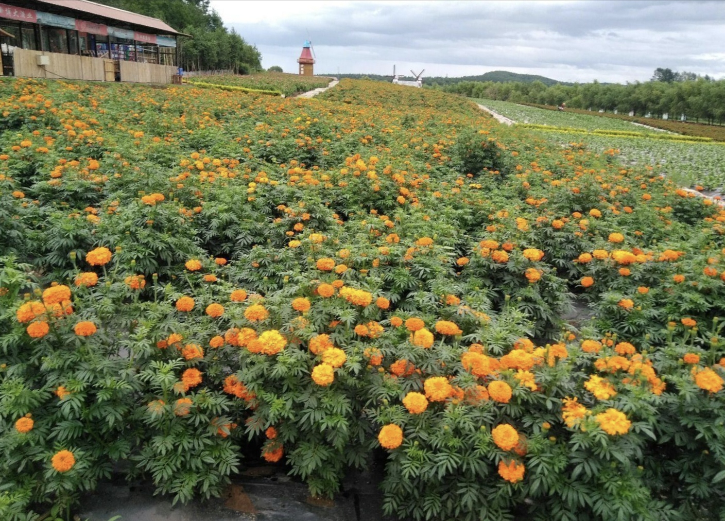 北纬44度金珠花海景区