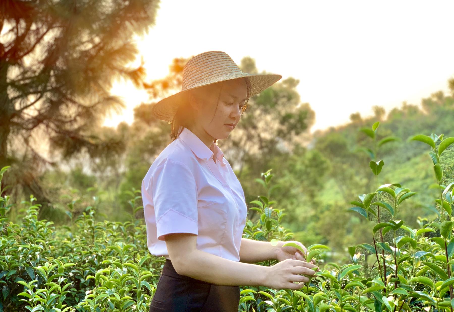 德高易T三有机茶园