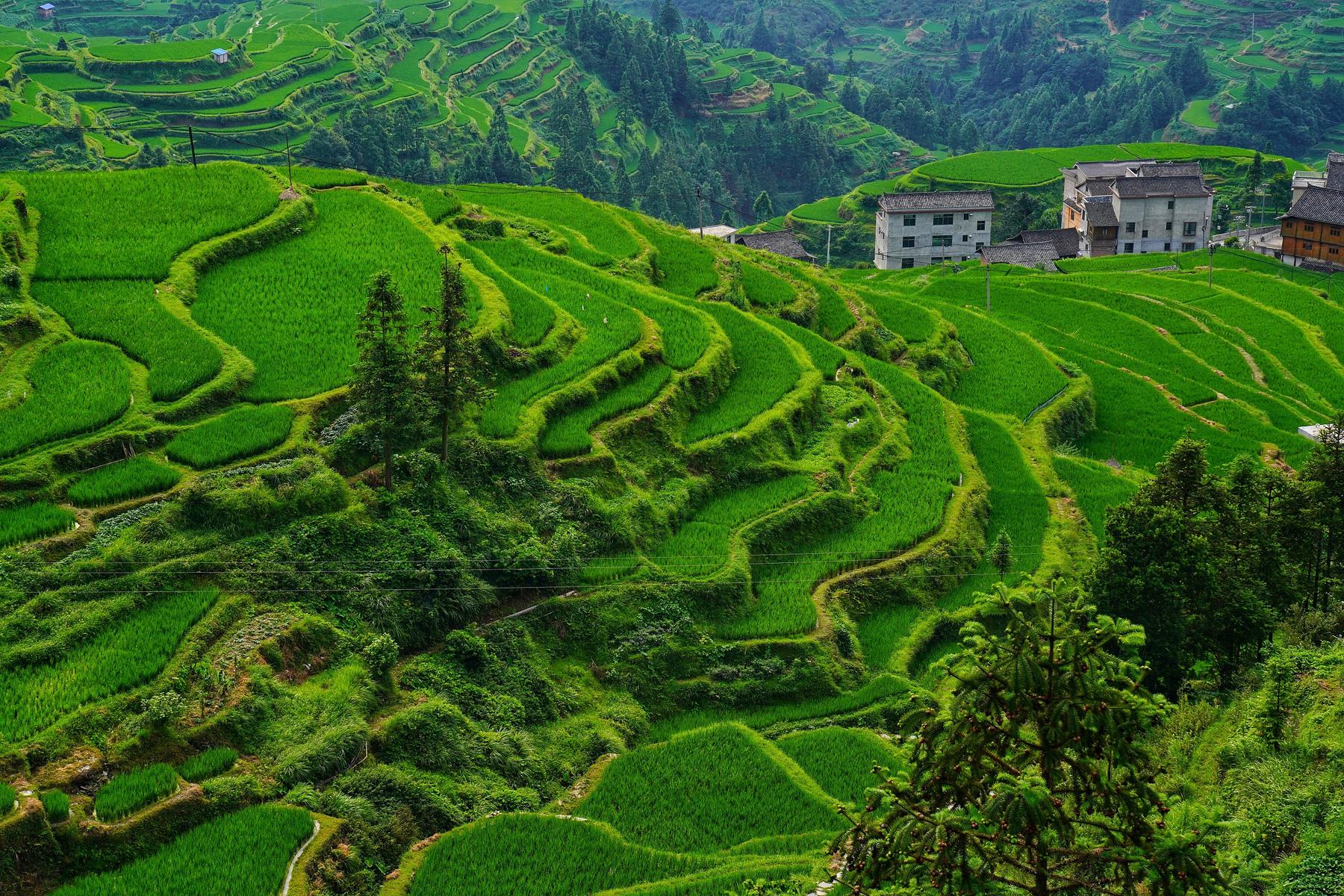 加榜梯田