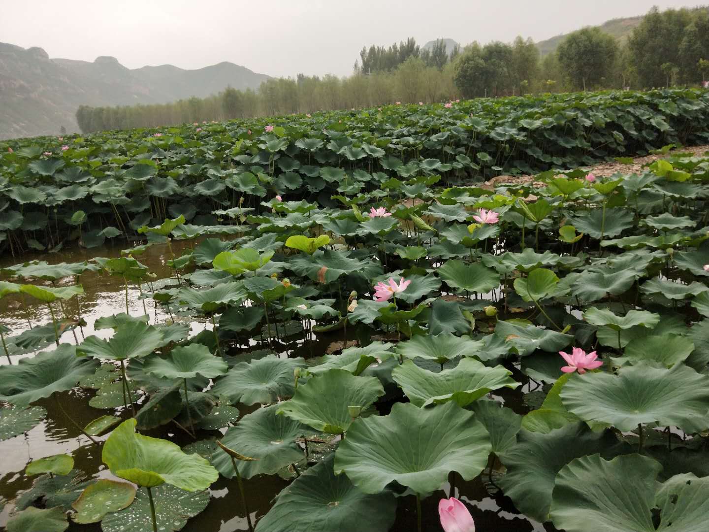 依湾农家风景区