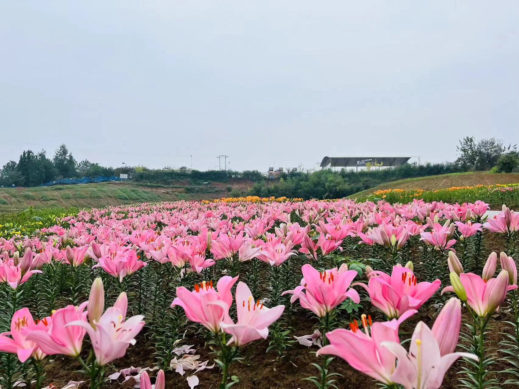 巴中市巴山花海