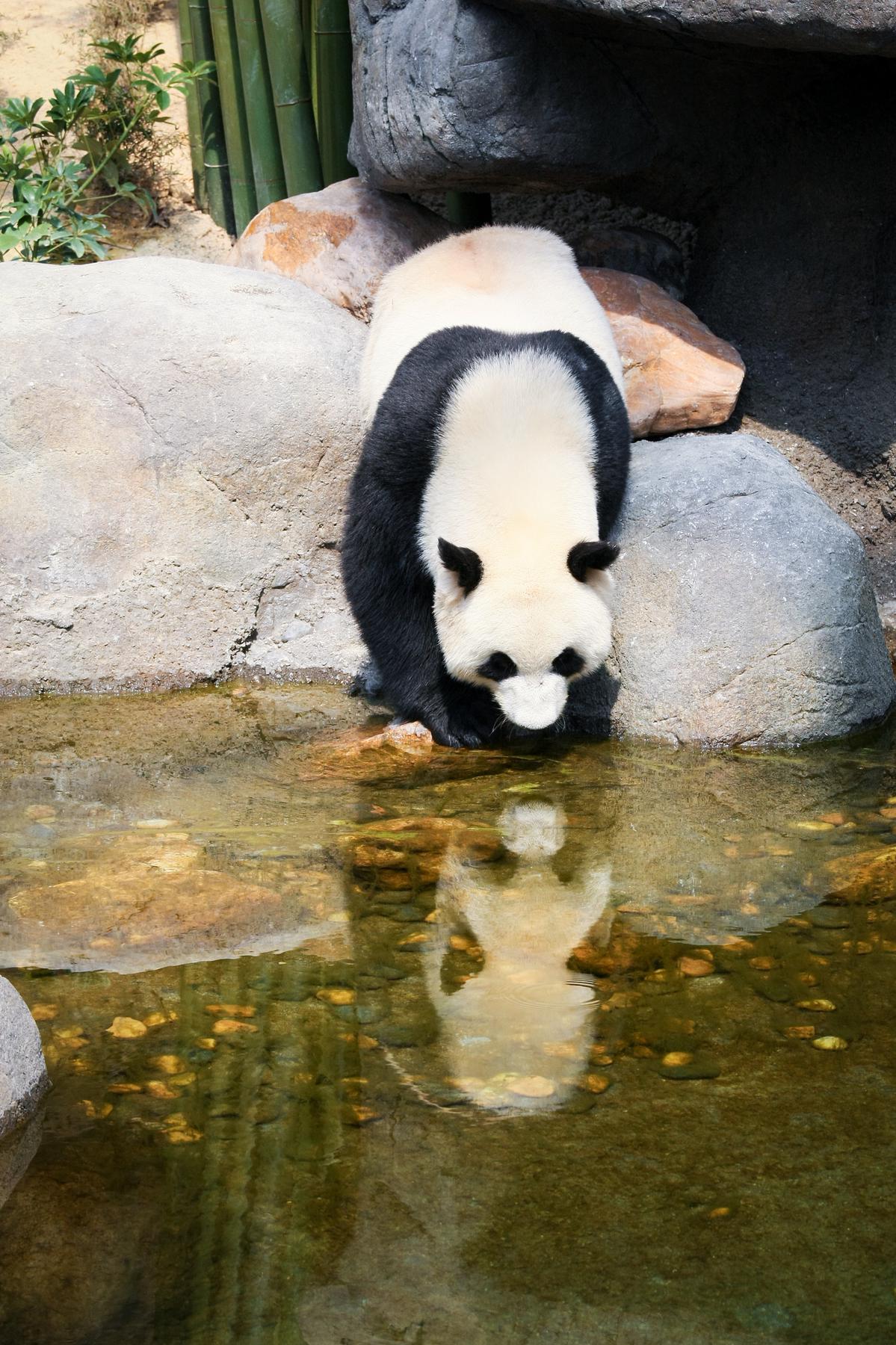 黄山大熊猫主题乐圆