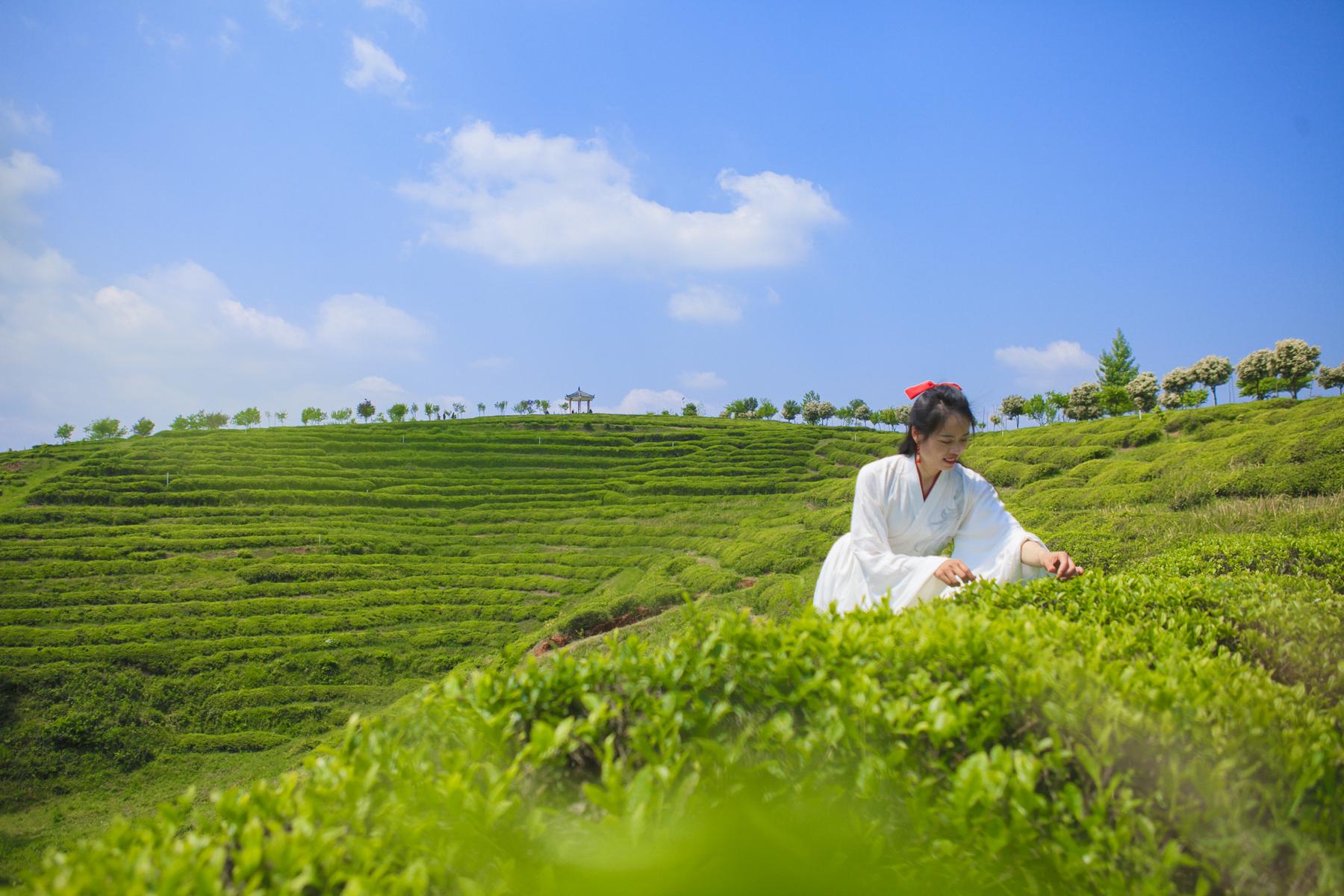 云峰山万亩茶园风景点