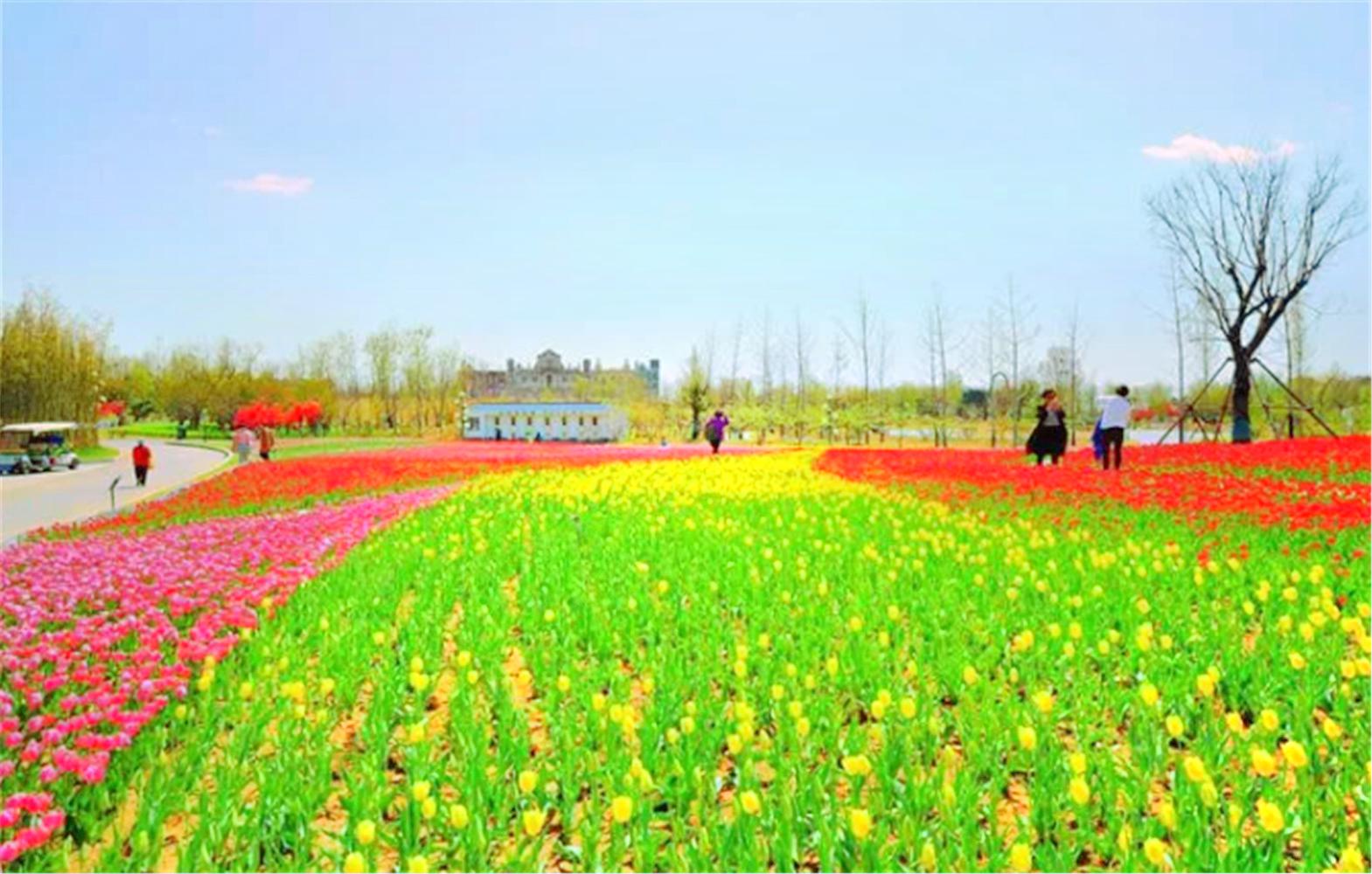 泰山天颐湖旅旅游度假区-泰山花海景区