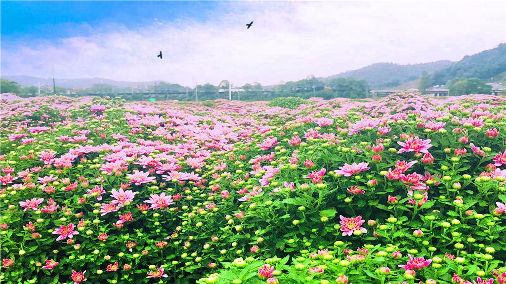 临湘市菊花博览会