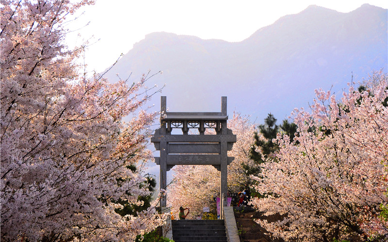 樱花山风景区