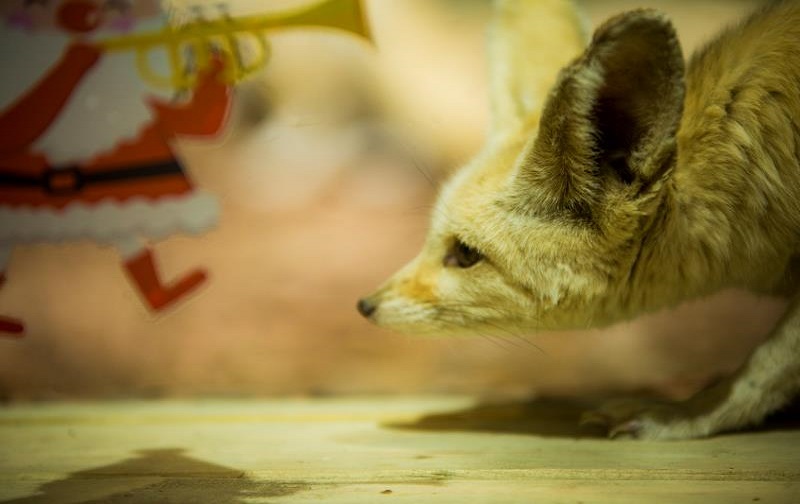 ZOOTOPIA安尼蒙城市植物主题乐园