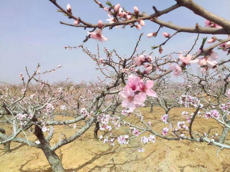 刘台桃花园景区