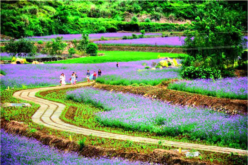 内江市威远县凤栖骨花海