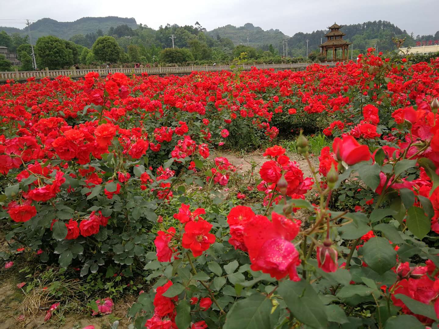 七朵玫瑰园