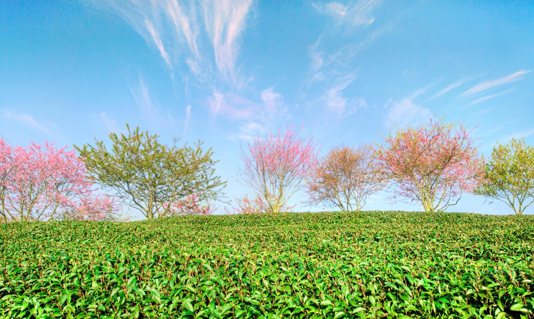 台品樱花茶场