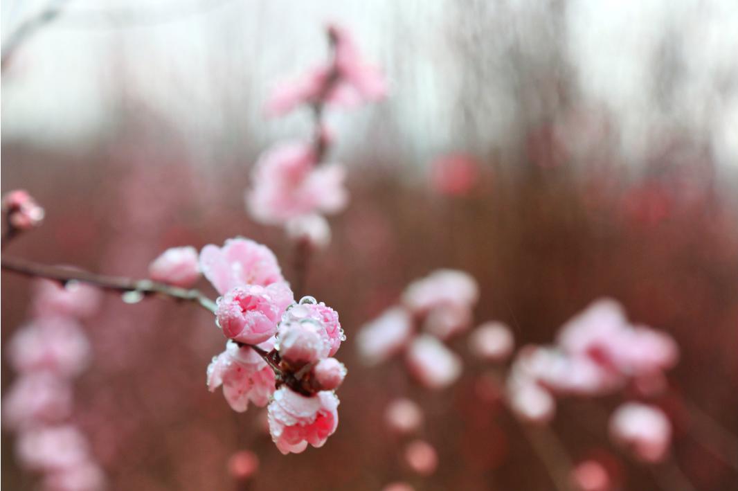 中江太安红权桃花谷