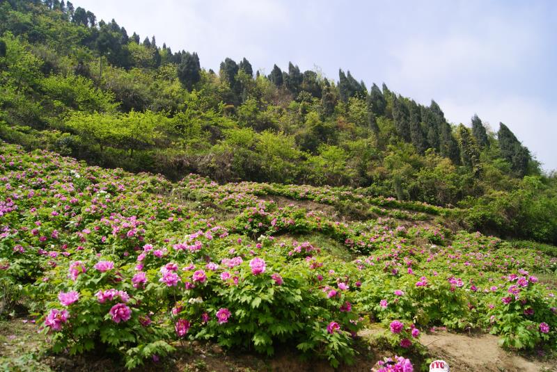 重庆垫江县牡生态旅游区