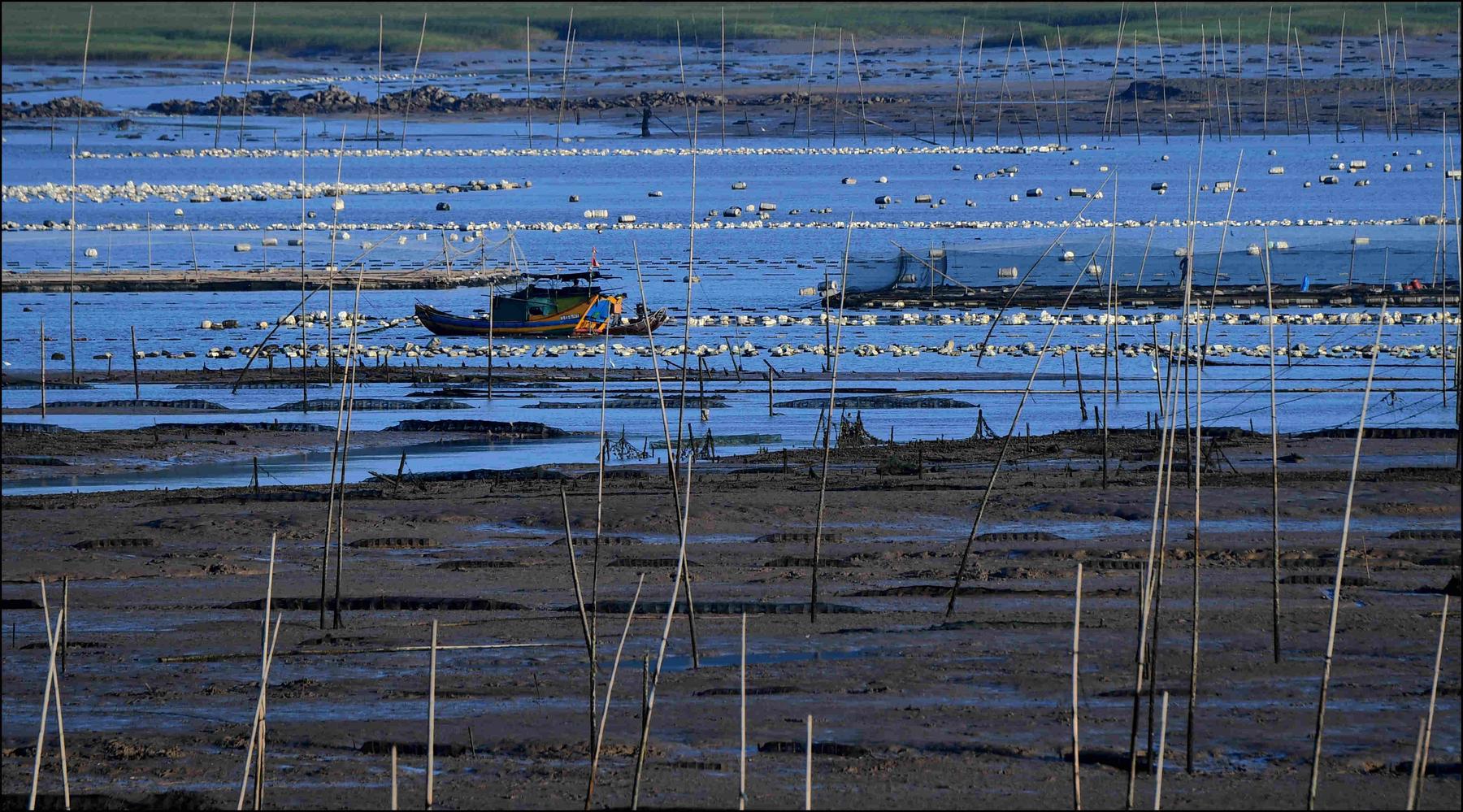 牛浴滩涂