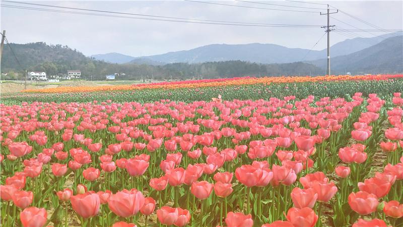 花溪茶谷风景区