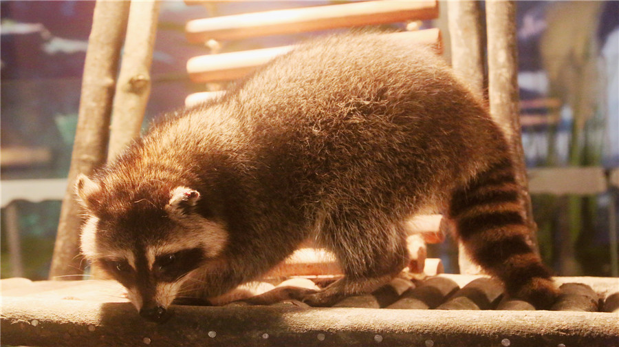 重庆萌呀动物智慧城堡7(江厦星光汇店)