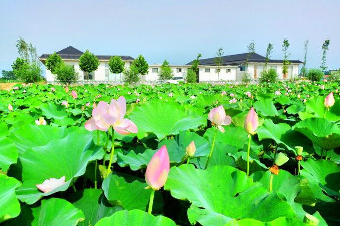 日照荷仙子湿地山风景区