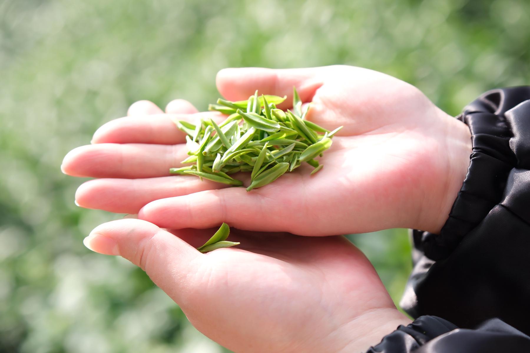 宋茗茶博园安吉白茶博物馆