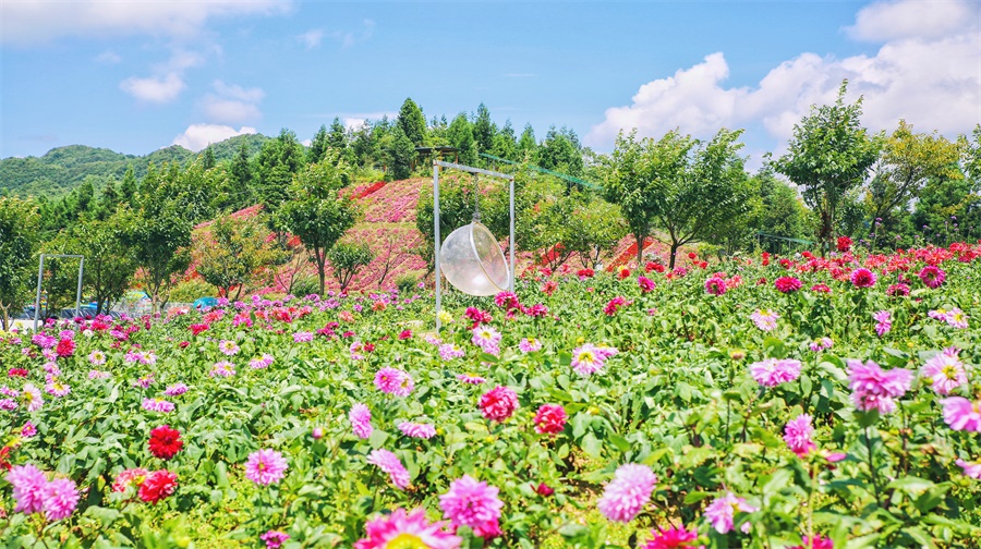 云中广花